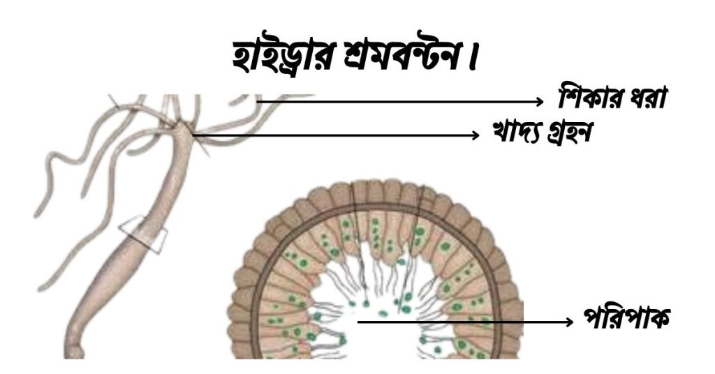 হাইড্রার শ্রমবন্টন।