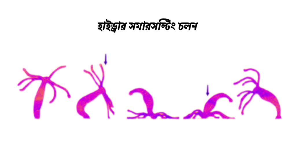 হাইড্রার সমারসল্টিং চলন