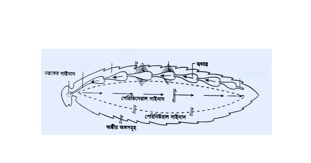 হিমোসিল। হিমোলিম্ফ। সাইনাস। পেরিকার্ডিয়াল সাইনাস।