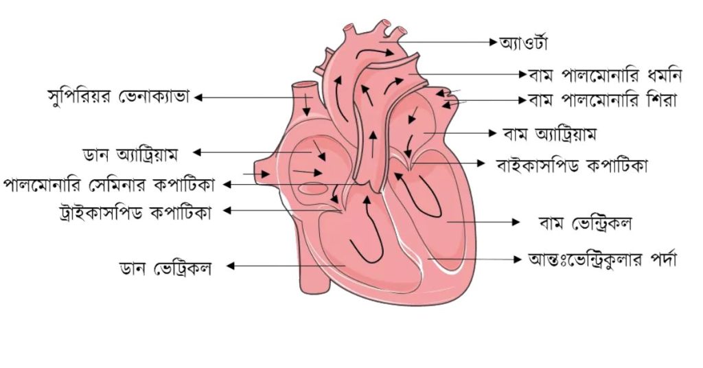 হৃদপিণ্ড ও এর বাহ্যিক ও অন্তঃগঠন। হৃদপিন্ডের লম্বচ্ছেদের চিহ্নিত চিত্র।