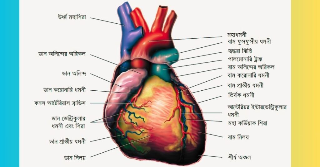 হৃদপিণ্ড ও এর বাহ্যিক গঠন। হৃদপিন্ডের চিত্র।